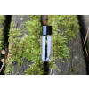 Bild 10 ml Nr. 1 *AUF BESTELLUNG* 4