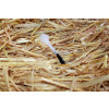 Bild Andrea 5 ml // aus Glas *LAGERWARE*. 7