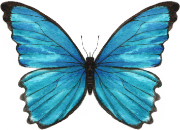 Schmetterling