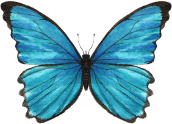 Schmetterling Startseite 2022